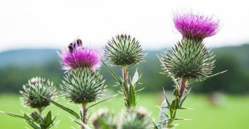Best Time To Take Milk Thistle - HerbalHermit USA