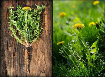 Dandelion Root Tea – Side Effects You May Need To Know - HerbalHermit USA