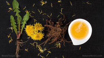Does Dandelion Root Tea Help With Cancer - HerbalHermit USA