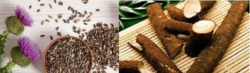 Milk Thistle Vs. Burdock Root - What Works Best For Your Liver? - HerbalHermit USA