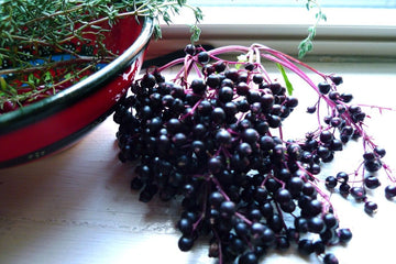 The Process of Extracting Elderberry Juice from Elderberry Bush - HerbalHermit USA