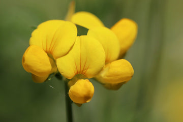 Why Fenugreek Tea Is Good for You - Its 7 Benefits - HerbalHermit USA