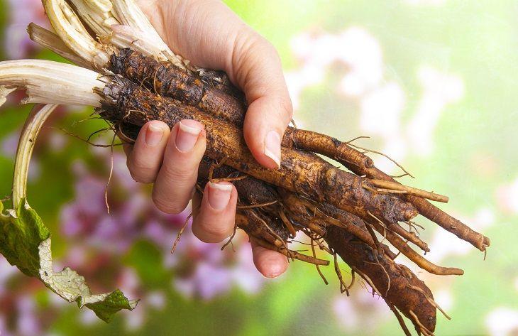 5 Ways Burdock Root Can Help With Your Hair - Herbal Hermit