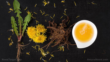 Dandelion Root Tea – How To Make And Drink - Herbal Hermit