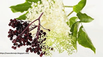 Elderflower & Elderberries - The Use Of These Botanicals To Get Relief From Allergy And Cold - Herbal Hermit
