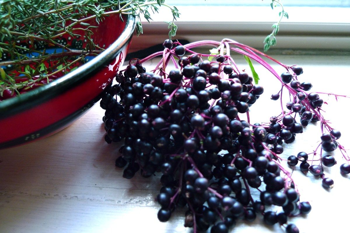 The Process of Extracting Elderberry Juice from Elderberry Bush - Herbal Hermit