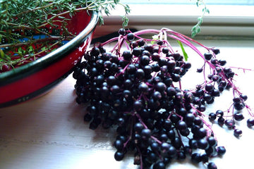 The Process of Extracting Elderberry Juice from Elderberry Bush - Herbal Hermit